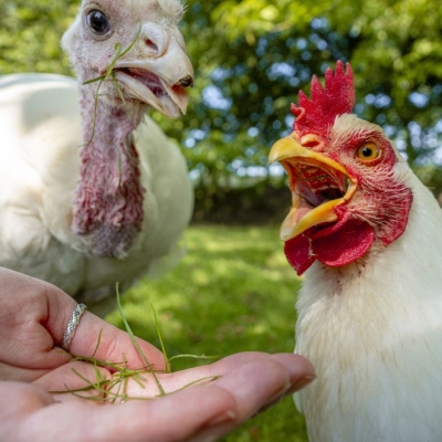 Pute Wendy und Henne Cosma essen Gras aus einer menschlichen Hand. Im Hintergrund sind Bäume, Sträucher und eine Wiese zu sehen.