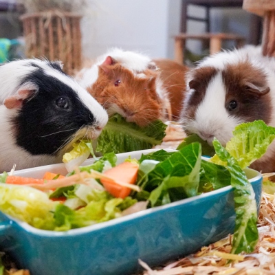 Die Meerschweinchen Ecki, Rosinchen, Kartöffelchen an einer Futterschale mit Salat und verschiedenem Gemüse