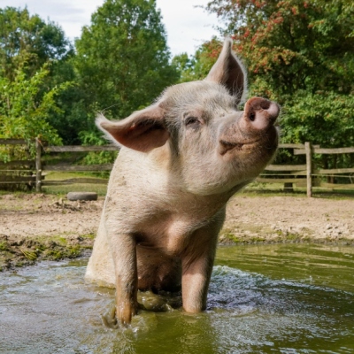 Schwein Felix sitzt in einer Suhle im Schweineland.