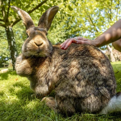 Kaninchen Fiffi mit einer menschlichen Hand auf dem Rücken. Sie schaut mit gedrehtem Kopf in die Kamera. Im Hintergrund sind Gras, Sträucher und Bäume zu sehen.