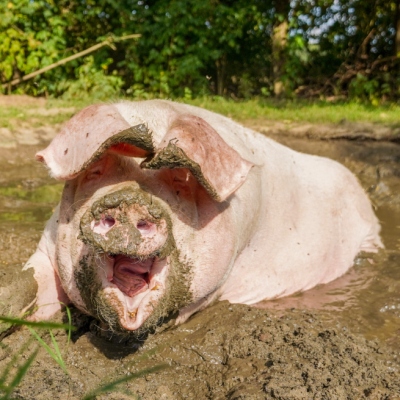 Schwein Hanna liegt ein der Suhle und gähnt.