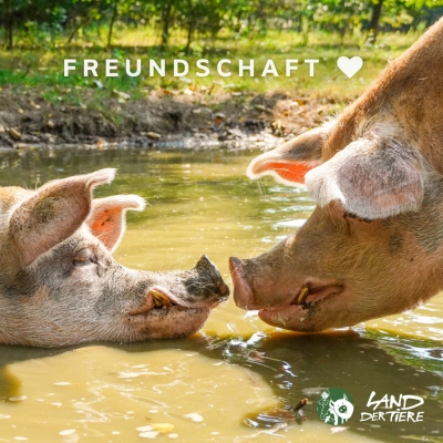 Die Schweine Helge und Knut in der Suhle im Schweineland im Land der Tiere. Darüber der Text „Freundschaft“.