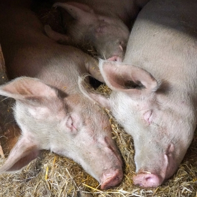 Die Schweine-Geschwister Willi, Hein & Pia liegen aneinander gekuschelt im Stroh und schlafen.