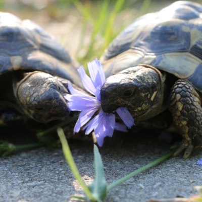 Die zwei Schildkröten Alexandros & Filippos essen eine Blüte.