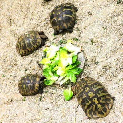 Die vier Schidkröten Ei-Ei, Mandelauge, Olga & Die Neue kurz nach ihrer Ankunft im Land der Tiere.