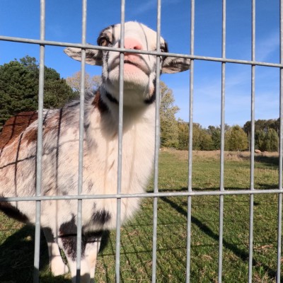 Schaf Mausi schaut durch die Gitterstäbe eines Tors in Richtung der Kamera.