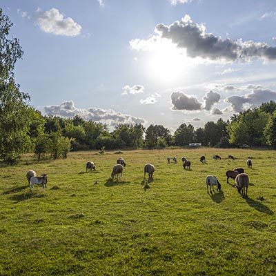 Die Schafe im Land der Tiere