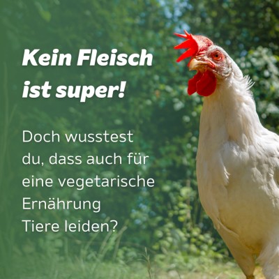 Eine Henne. Daneben der Text „Kein Fleisch ist super! Doch wusstest du, dass auch für vegetarische Ernährung Tiere leiden?“