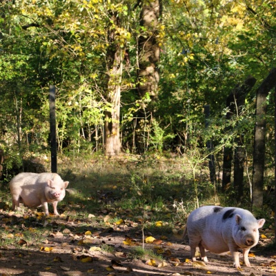 Die Minischweine Eddie & Lilli umgeben von herbstlichen Bäumen