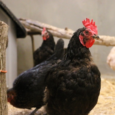 Die Hühner der Familie Wurm einige Wochen nach ihrer Rettung im Quarantänezimmer im Land der Tiere.