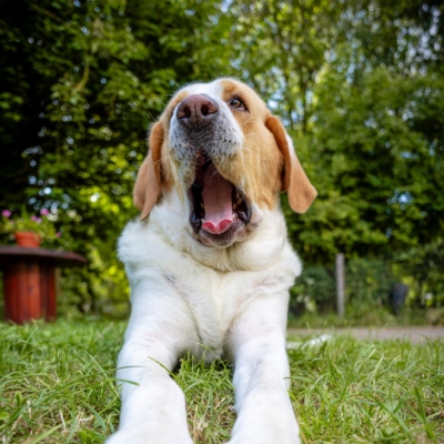 Hündin Lola liegt im Gras und schaut mit gähnendem Mund in Richtung der Kamera.