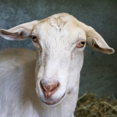 Ziege Lama liegt im Stroh und guckt in Richtung der Kamera.