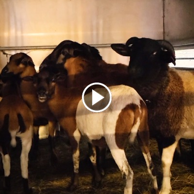 Die Entkommenen, Nala, Alvaro, Saba, Mufasa, Shiva, „Baby“ Neo und Beppo, bei ihrer Ankunft im Land der Tiere in einem Tierhänger.