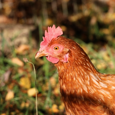 Ein Huhn der Familie Wurm umgeben von Herbstlaub im Land der Tiere