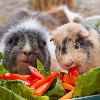 Die Meerschweinchen Flauschi, Piggidy und Ecki essen Paprika und Salat.