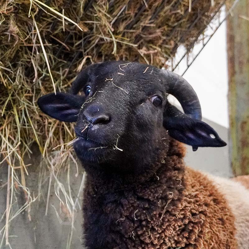 Die geretteten Schafe, „die Entkommenen“, kurz nach ihrer Rettung im Land der Tiere: „Lock-Bock“ Beppo isst aus einer Heuraufe.