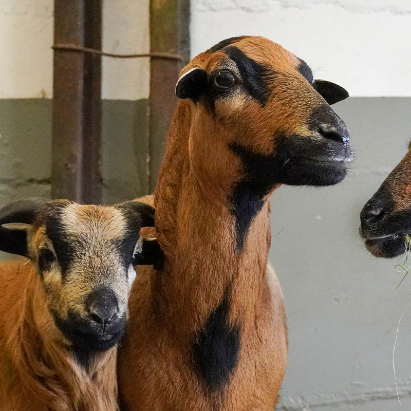 Patenschaft für Nala abschließen