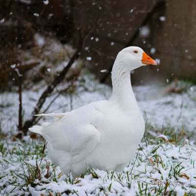 Ganter Nils im verschneiten Land der Tiere