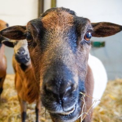 Die geretteten Schafe, „die Entkommenen“, kurz nach ihrer Rettung im Land der Tiere. Schaf Saba schaut in Richtung der Kamera.