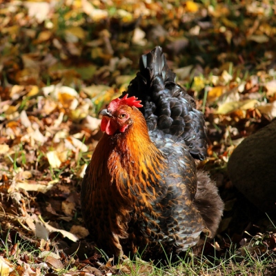 Huhn Sprotte umgeben von Herbstlaub im Land der Tiere