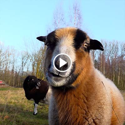 Weihnachten bei den Schafen