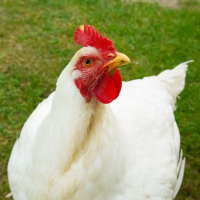 Ein weißes Huhn, Cosma, steht auf einer Wiese.