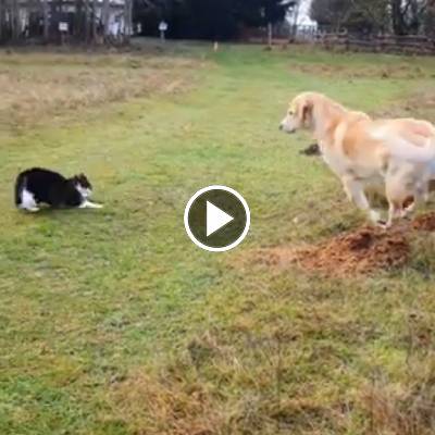 Kater Klaus & Hündin Carla spielen auf einer weiten grünen Wiese.