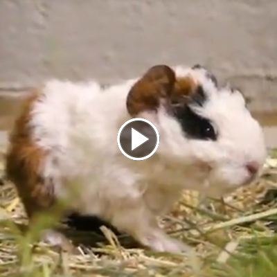 Die Meerschweinchen Maroni, Locke, Yeti & Rosinchen kurz nach ihrer Geburt im Land der Tiere