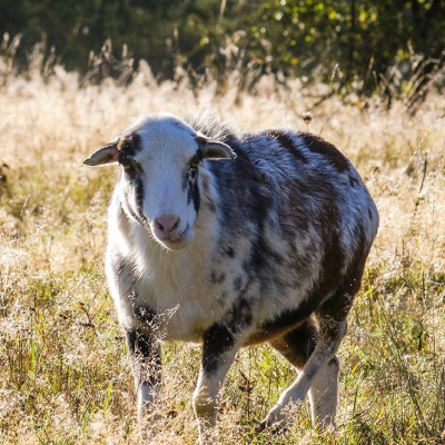 Schaf Mausi im hohen Gras