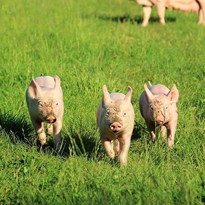Die Ferkel Willi, Pia und Hein rennen im Gras auf die Kamera zu.