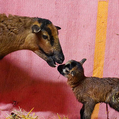 Schaf Shiva putzt ihren neugeborenen Sohn Lämmy, welcher im Stroh liegt.