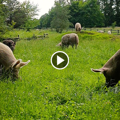 Die Schweine im Land der Tiere grasen im grünen Schweineland.