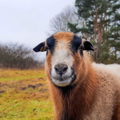 Kamerunschaf Edäd schaut in Richtung der Kamera