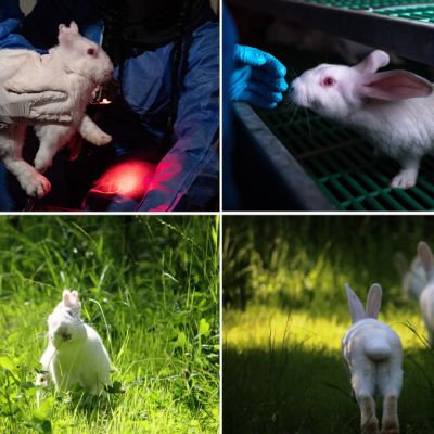 Die Kaninchen Einstein & Friends während ihrer Rettung und in einer Mastanlage und später im Land der Tiere inmitten von grünem Gras.