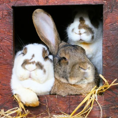 Drei Kaninchen der Familie Ostermann liegen eng aneinandergekuschelt und schauen aus einm Holzunterschlupf.