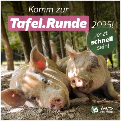 Zwei Schweine - Knut & Helge - liegen nebeneinander im Schatten unter Bäumen. Darüber der Text “Komm zur Tafel.Runde 2025!“