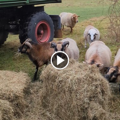 Die Schafe im Land der Tiere essen frisch geliefertes Heu.