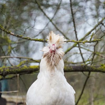 Huhn Whoopi schaut in Richtung der Kamera.