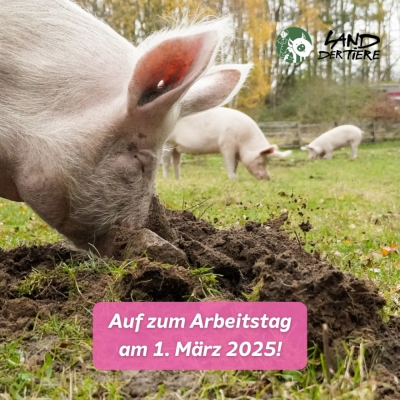 Schwein Hein wühlt in der Erde. Darunter der Text "Auf zum Arbeitstag am 1. März 2025!"
