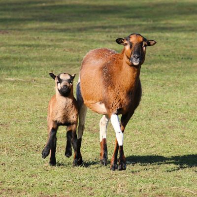 Lamm Lämmy und seine Mutter Shiva laufen nebeneinander über eine Wiese in Richtung der Kamera.