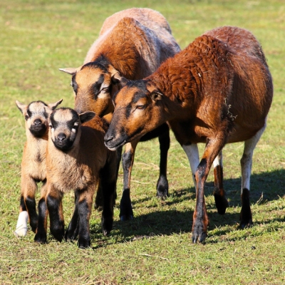 Die zwei Lämmer Linux und Lasse gehen an der Seite ihrer Mutter Nala und Schaf Shiva über eine Wiese in Richtung der Kamera.