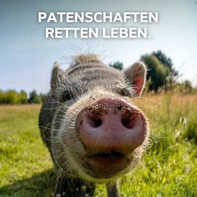 Minischwein Lilli im Land der Tiere. Darüber der Text "Patenschaften retten Leben"