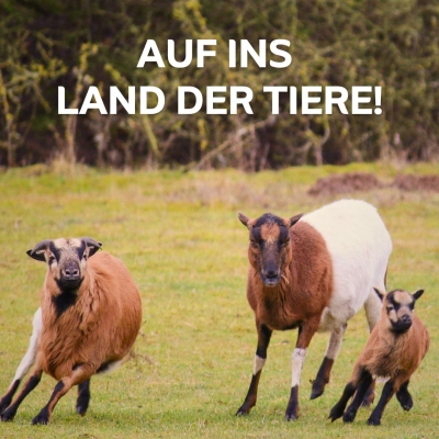 Die Schafe Neo, Saba und Lämmy im Land der Tiere. Darüber der Text "Auf ins Land der Tiere".