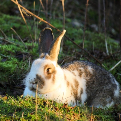 Kaninchen Brownie buddelt in der Erde im Land der Tiere.