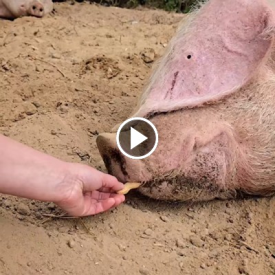 Schwein Hanna kriegt eine Erdnuss vor den Rüssel gereicht.