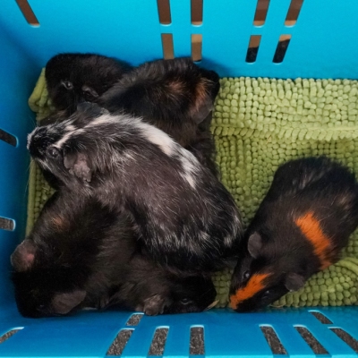 Sechs ausgesetzte Meerschweinchen in einer blauen Transportbox.