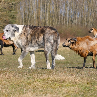 Hündin Muli wird von Schaf Neo von hinten beschnuppert.