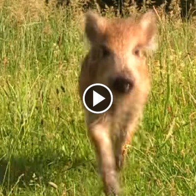 Wildschwein Pippa als junger Frischling im Land der Tiere
