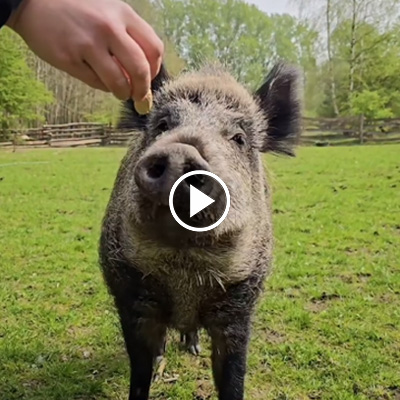 Wildschwein Resi kriegt eine Erdnuss gereicht.