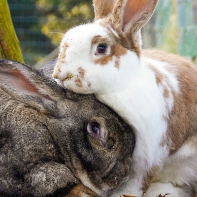 Die Kaninchen Robinson und Herr Lili kuscheln im Land der Tiere.